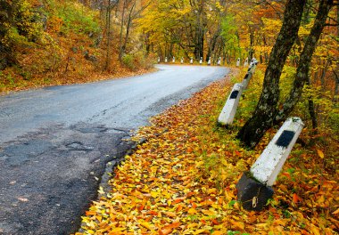 Sonbahar ormanında yol.