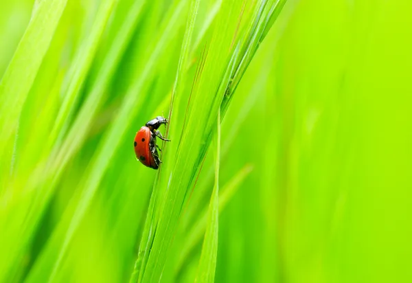 Ladybug creeps on herb — Stock Photo, Image