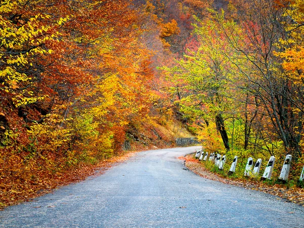Дорога в осеннем лесу. — стоковое фото