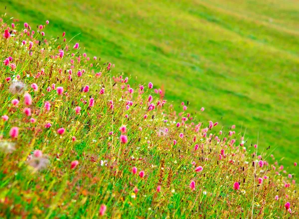 Un campo de hierbas silvestres — Foto de Stock