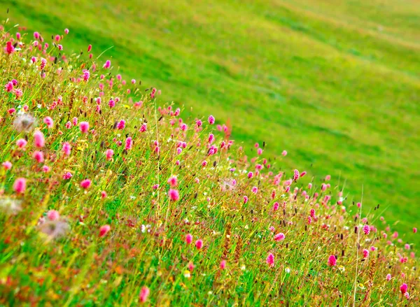 Ein Feld mit wilden Gräsern — Stockfoto