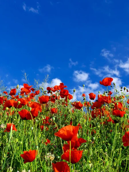 Picturesque poppy field — Stock Photo, Image