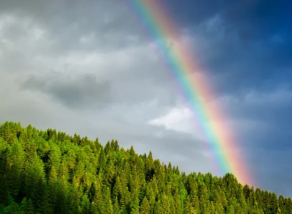 Regenbogen über dem Kiefernwald — Stockfoto