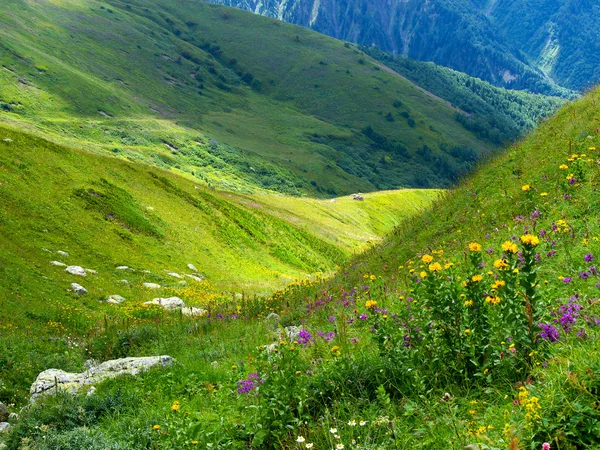 stock image Bright green meadow in mountain. Composition of the nature