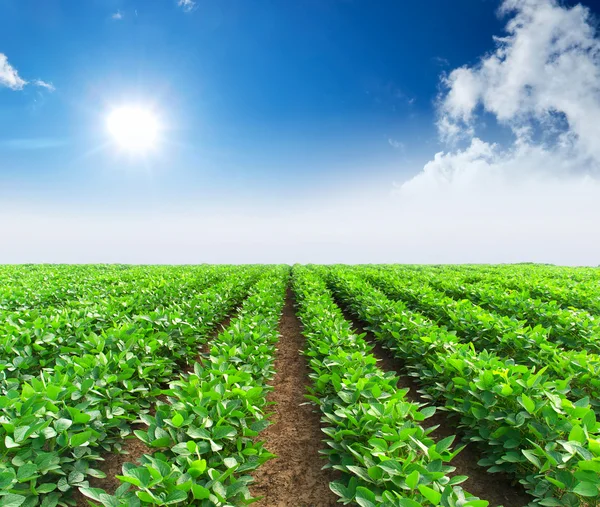 Des rangées sur le terrain. Paysage agricole — Photo