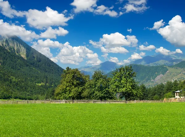 Parlak dağ çayır. doğanın kompozisyon — Stok fotoğraf