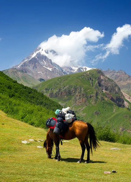 At bir dağ içinde — Stok fotoğraf