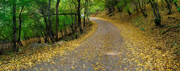 Estrada em madeira. Composição da natureza — Fotografia de Stock
