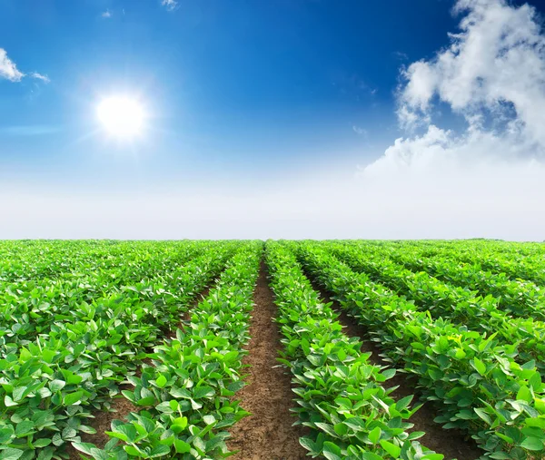 Rows on the field. Agricultural landscape Stock Image