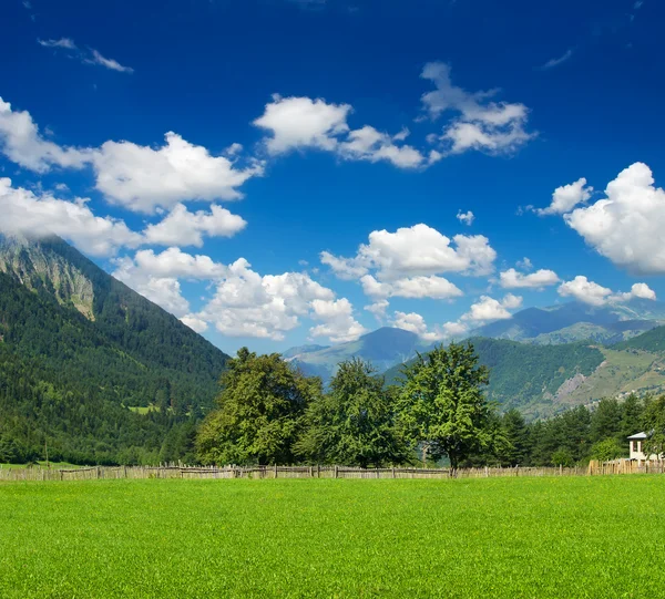 美丽的风景、 新鲜冷杉树木森林、 绿草字段、 风光谷山、 清澈的蓝天、 暑期旅游概念 — 图库照片