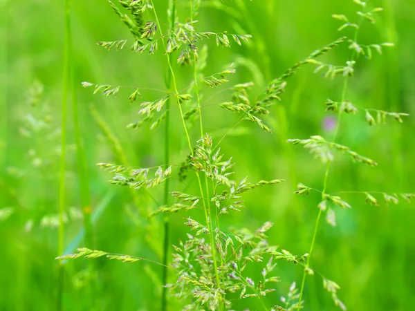 Gras aus nächster Nähe — Stockfoto