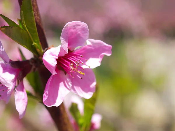 Roze kersenbloesem — Stockfoto