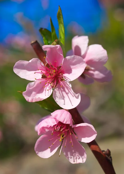 Roze kersenbloesem — Stockfoto