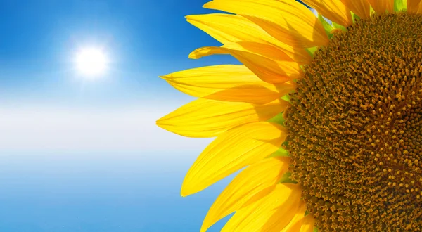 Bright sunflower. — Stock Photo, Image