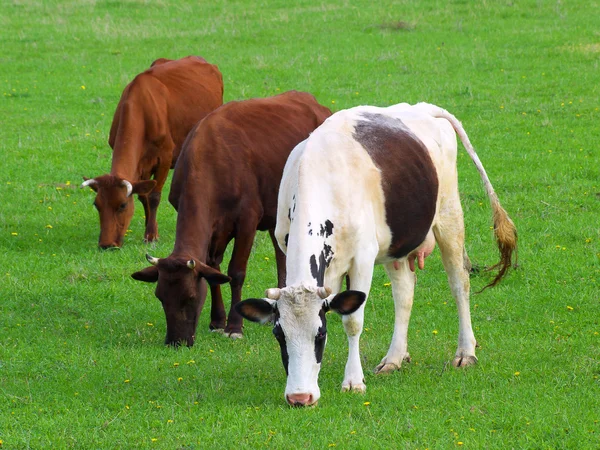 绿色的原野和奶牛. — 图库照片