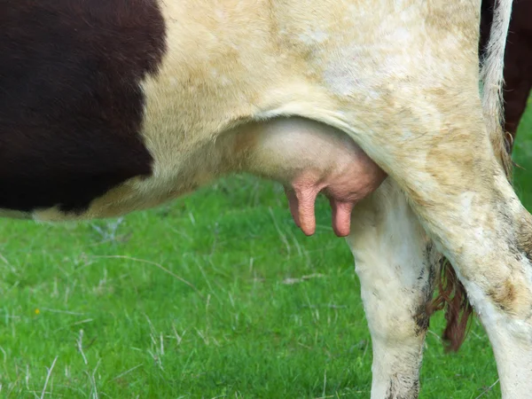 The cow's udder — Stock Photo, Image