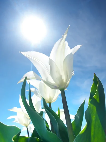 Luminosi fiori bianchi su sfondo cielo blu — Foto Stock