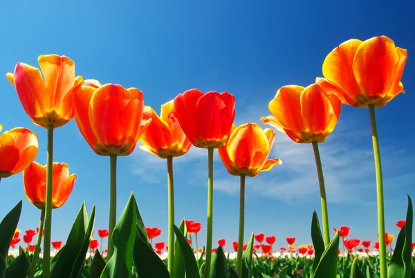 Orange blommor och ljus blå himmel — Stockfoto