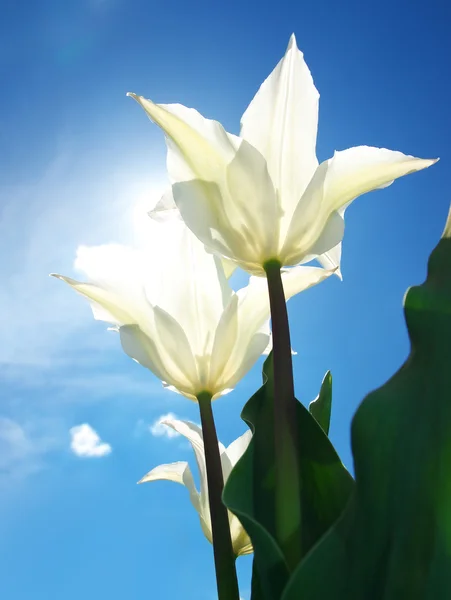 Fleurs blanches brillantes sur fond bleu ciel — Photo