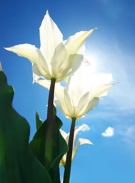 Tulipes blanches brillantes et soleil — Photo