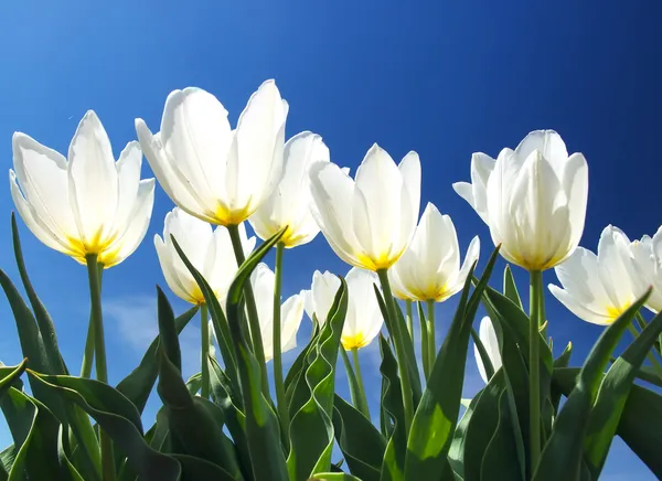 Heldere witte bloemen op achtergrond blauwe hemel — Stockfoto