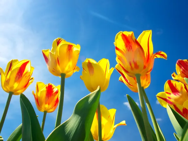 Helder gele tulpen op achtergrond blauwe hemel — Stockfoto