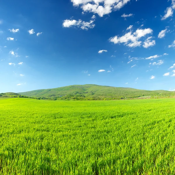 Grüne Wiese im Gebirgstal — Stockfoto