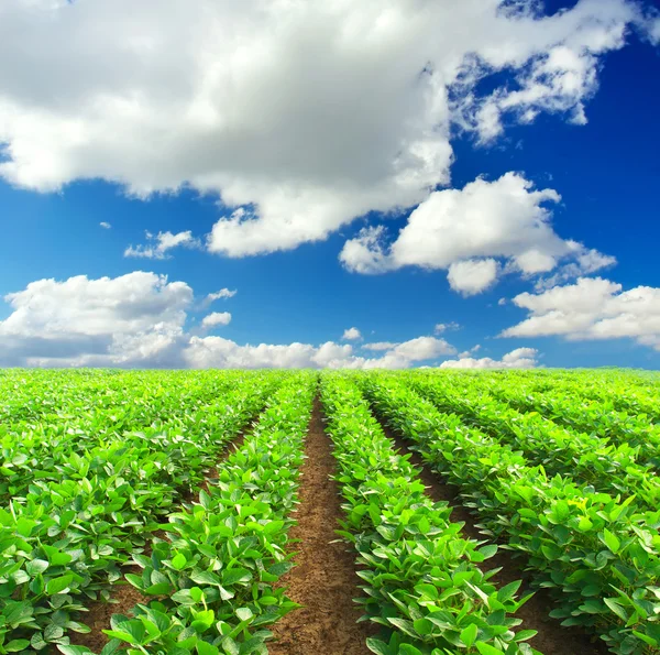 Green rows on field and sunshine — Stock Photo, Image