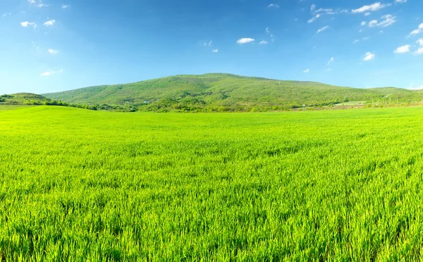 Зеленый луг в горной долине — стоковое фото