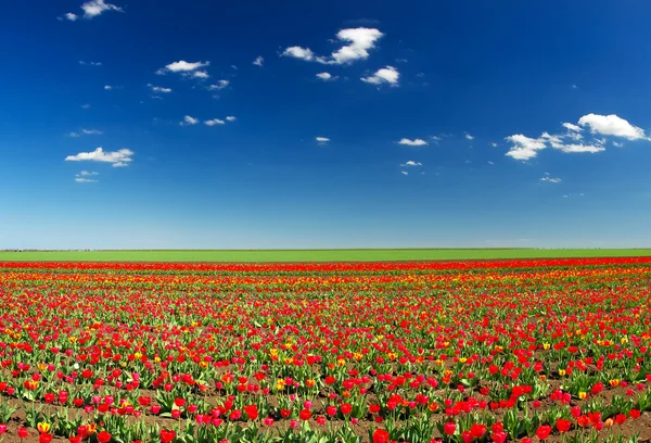 Campo con tulipani e cielo azzurro brillante — Foto Stock