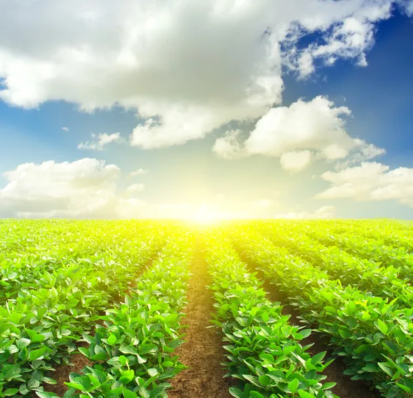 Fileiras verdes no campo e luz do sol — Fotografia de Stock