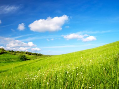 Çayır ve bulutlu gökyüzü.