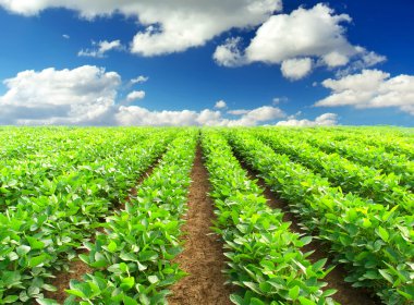 alan ve parlak gökyüzü.