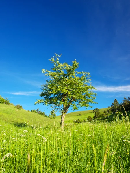 Дерево в літньому полі — стокове фото