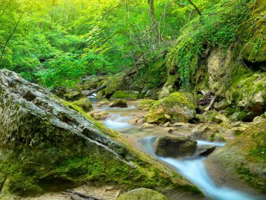 taşlar ve parlak yeşil Orman Deresi