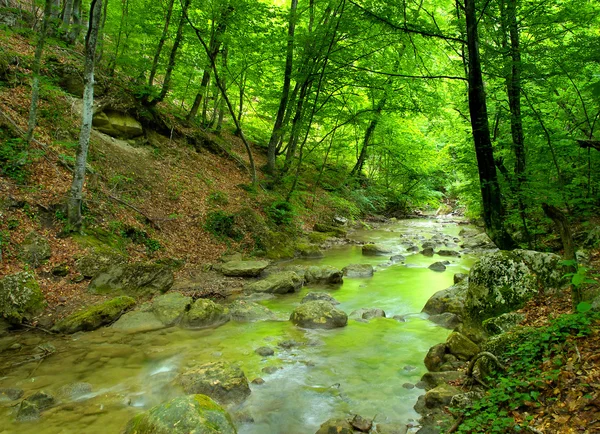 Stenar och creek i ljusa gröna skogen — Stockfoto