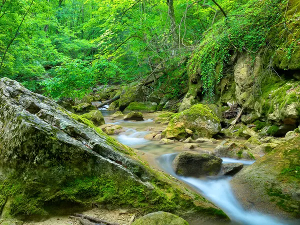 Kameny a potok v zářivě zelený Les — Stock fotografie