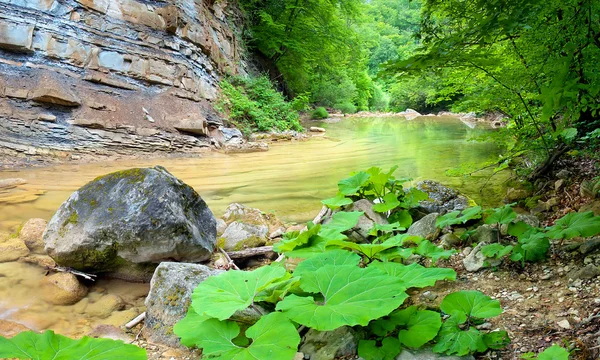 Pietre e torrente nella foresta verde brillante — Foto Stock