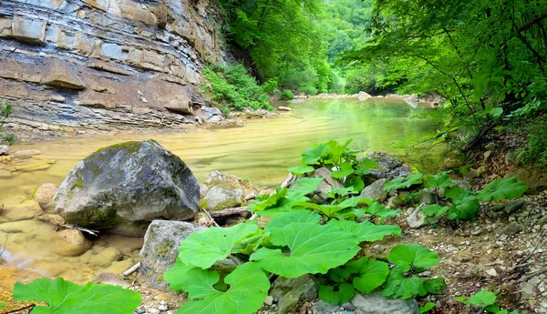 Kamienie i potoku w jasny zielony las — Zdjęcie stockowe