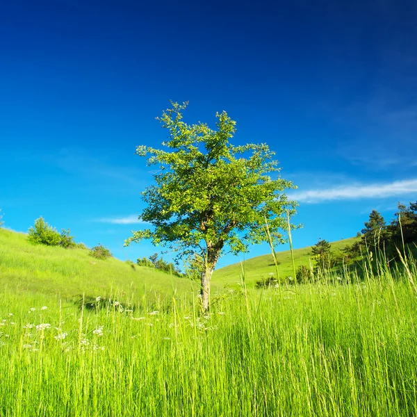 Дерево і яскраво-зелена трава — стокове фото