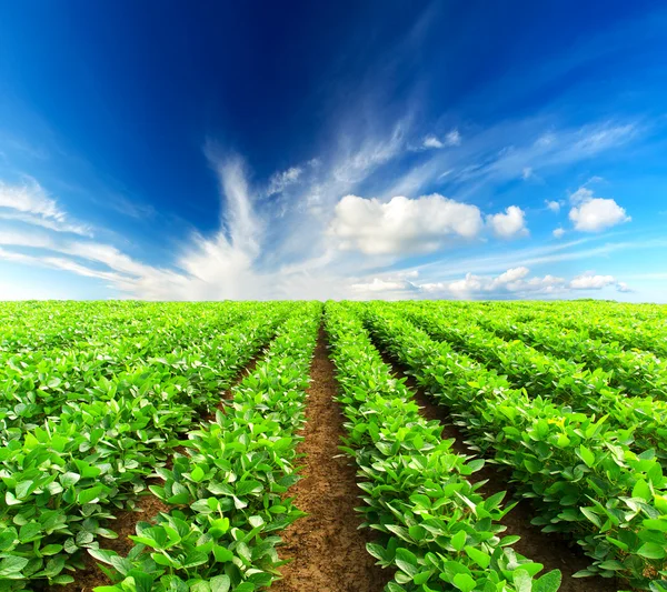 Rows on field — Stock Photo, Image