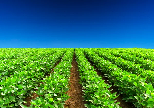 Linhas no campo — Fotografia de Stock