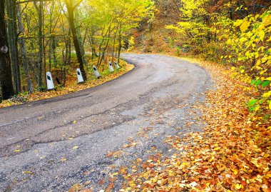 Sonbahar ormanında yol