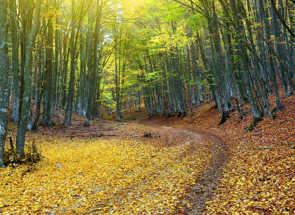 Weg in herfstbos — Stockfoto