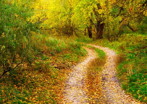 秋天森林中的道路 — 图库照片