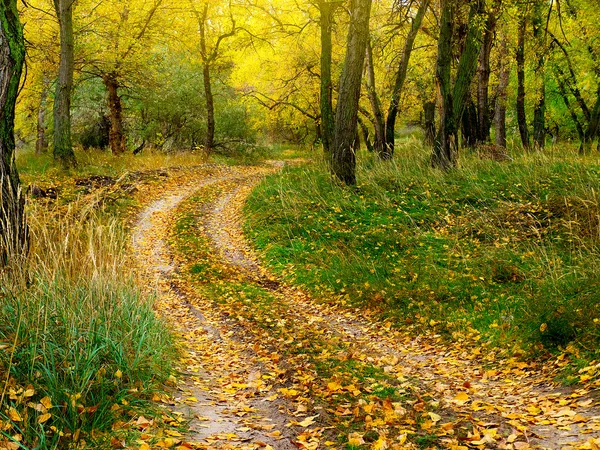 Väg i höstskogen — Stockfoto