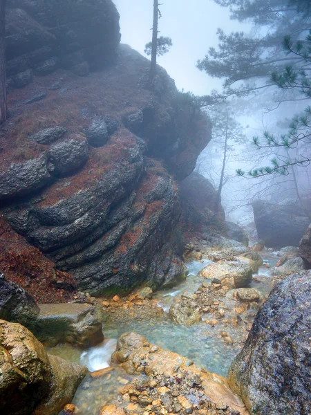 Nebbia nella foresta autunnale — Foto Stock