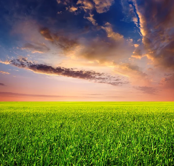 Meadow and sky with bright clouds — Stock Photo, Image