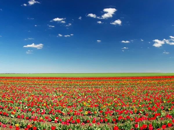 Tulipanes en el campo y cielo nublado — Foto de Stock