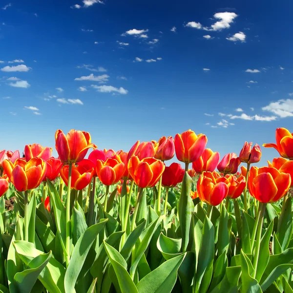 Tulipanes en el campo y cielo nublado — Foto de Stock